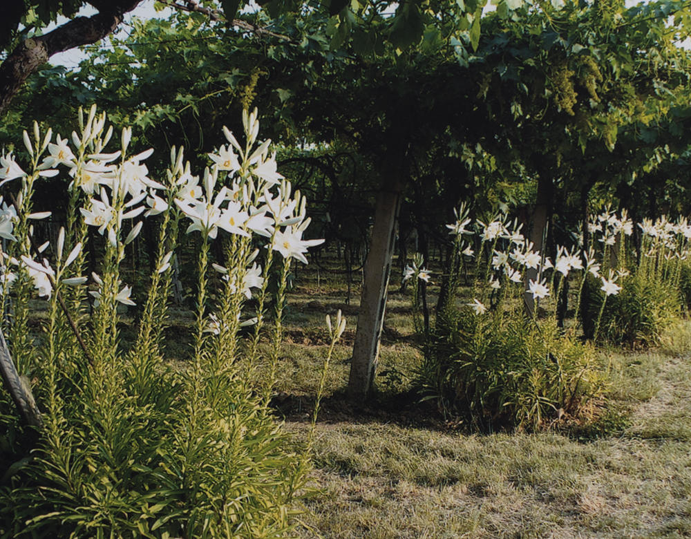 VIGNETI